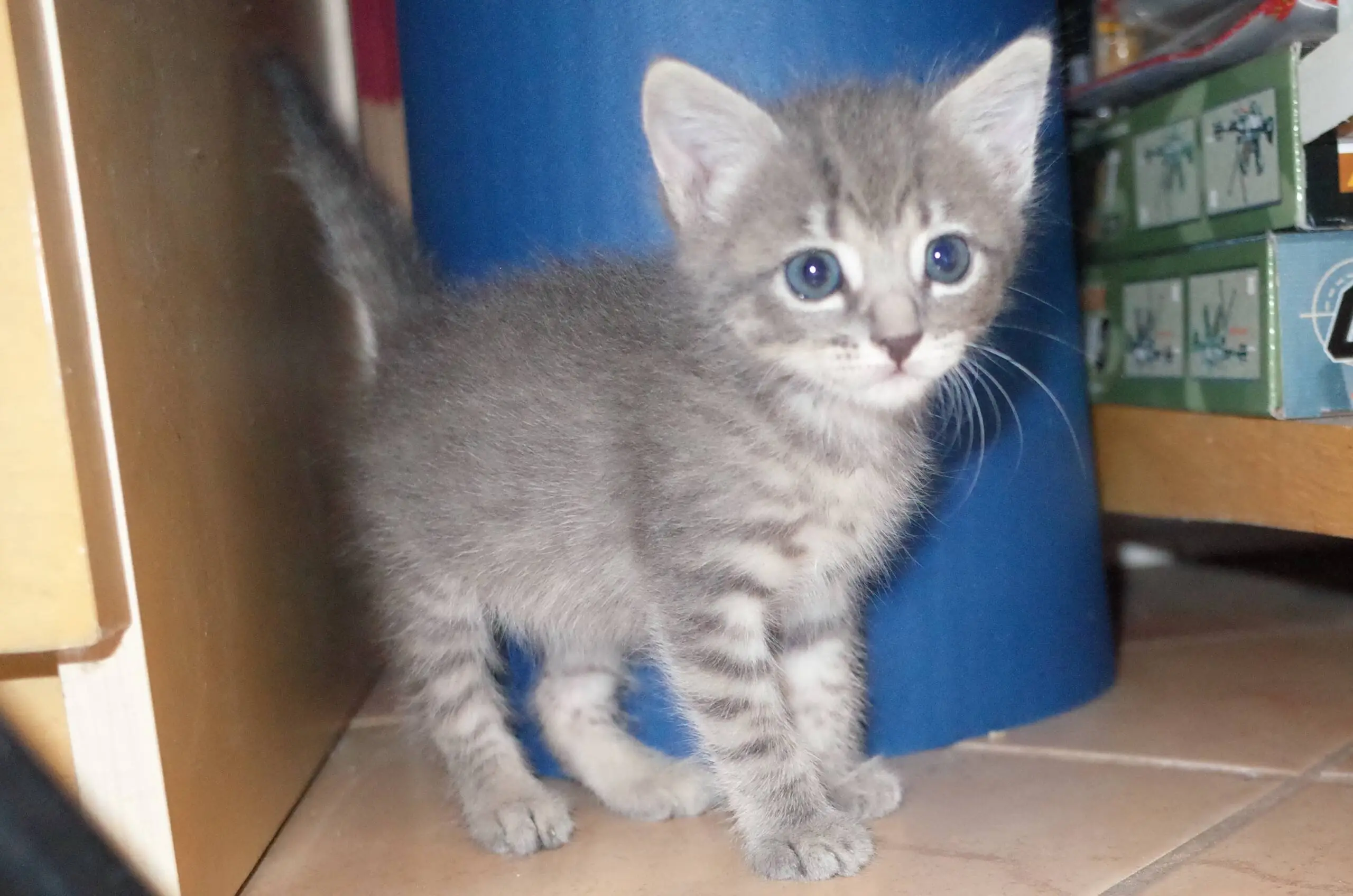 Luna-Kitten-scaled.webp