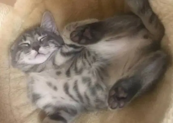 Luna-Kitten2-e1573196250988.webp